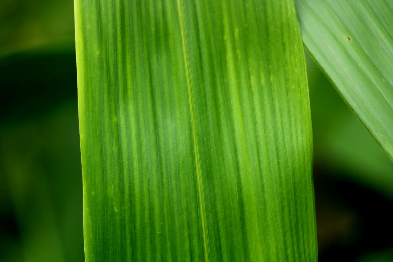 a close up po of a green leaf