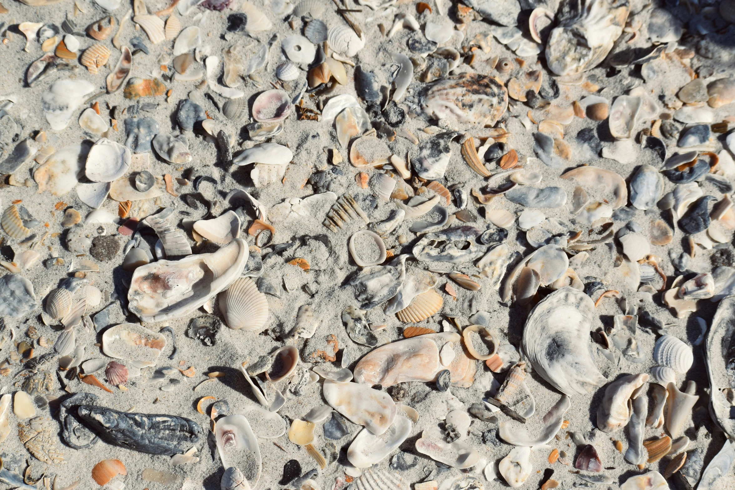 several shells and sea urinals are lying on the ground