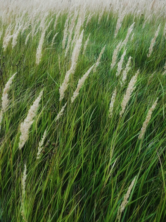 several white flowers and grass in a field