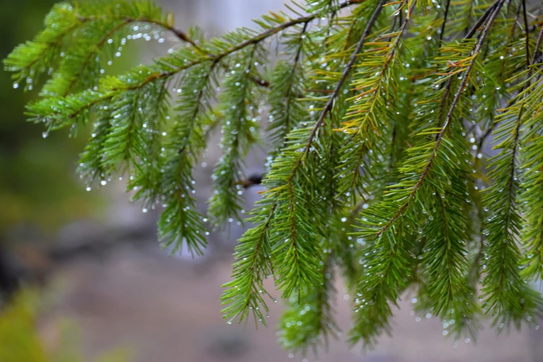 the nch of a pine tree with water drops on it