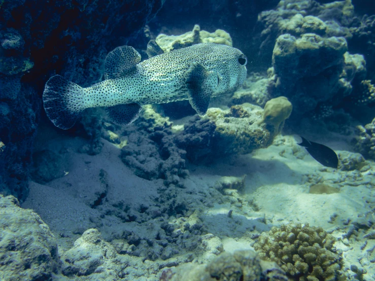 a fish swims along a seabed covered with coral