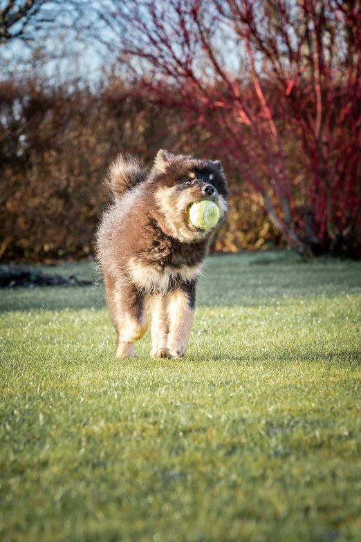 a dog running with a tennis ball in its mouth