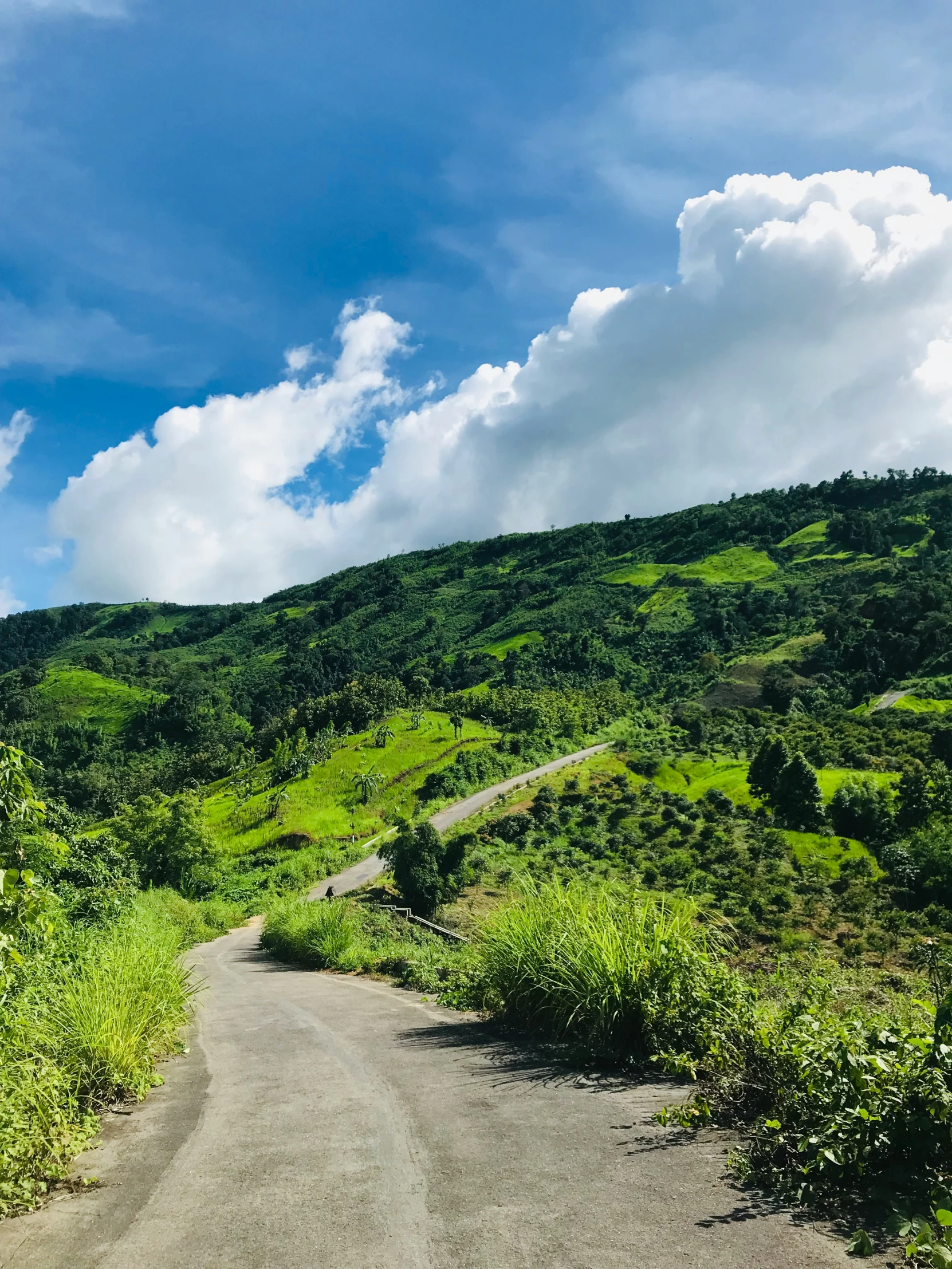 an empty road running between the trees and hills