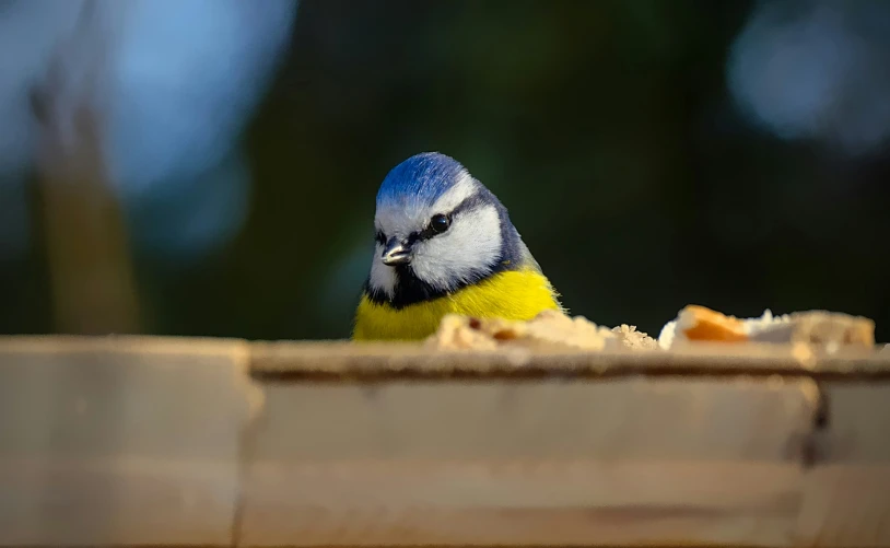 the small blue and yellow bird is sitting in the gutter