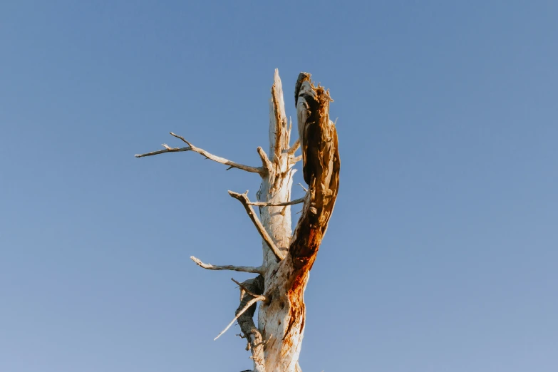 a tree that has been turned to have no leaves