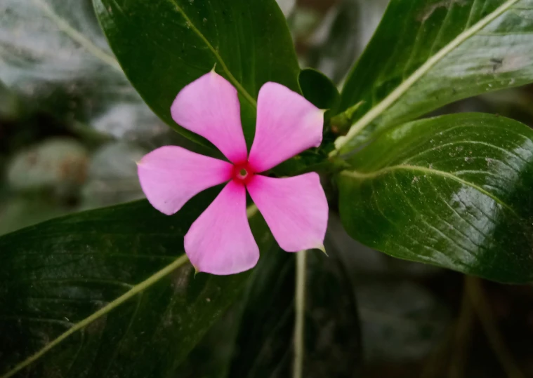 pink flower on green leaves in the sunlight