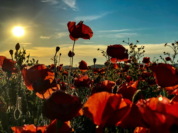 many flowers in the sun in a field