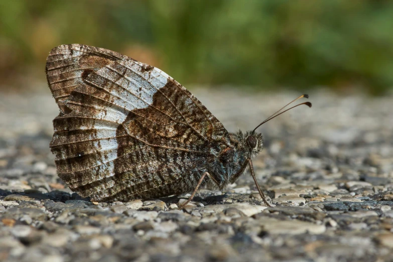 a gray and white erfly on the ground