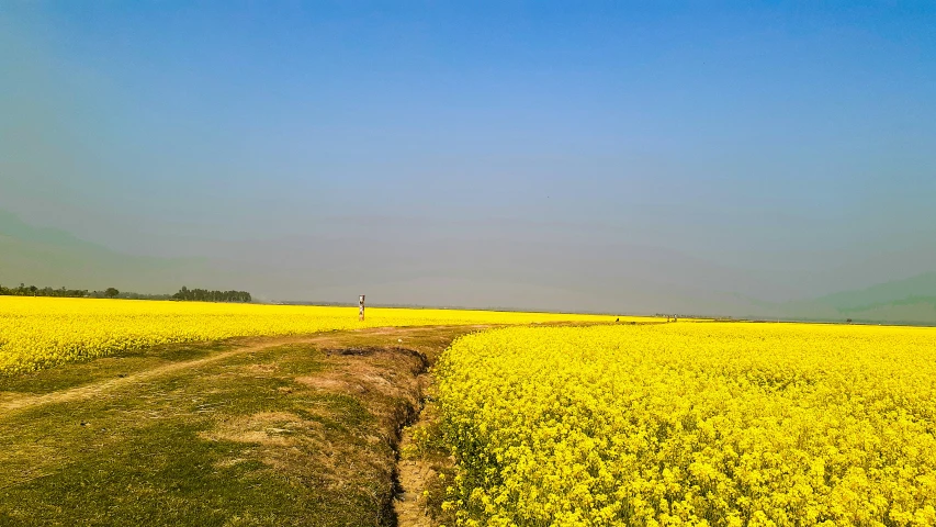 a person riding a bike down a trail between two fields