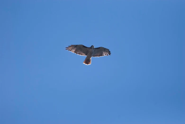 a bird is soaring high in the blue sky