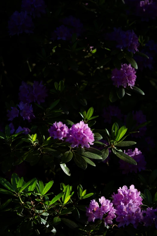 a bush with purple flowers lit up in the dark