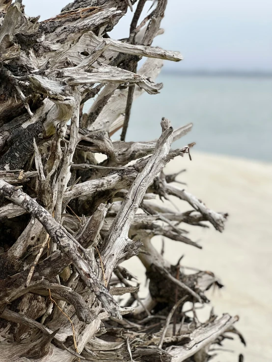 nches with white algae attached to them on a beach