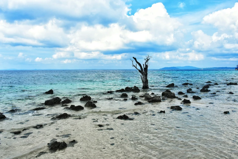 the beach has seaweed and an almost barren tree