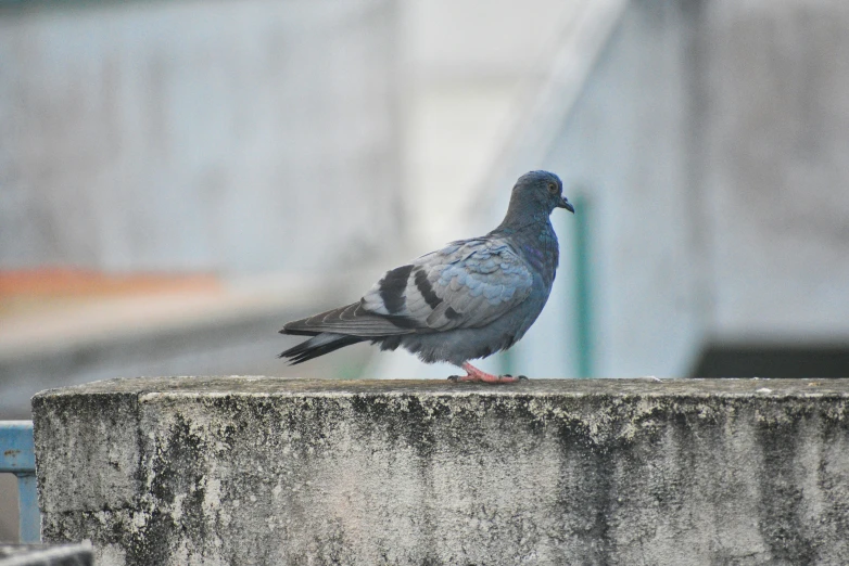 a pigeon standing on a wall next to a wall