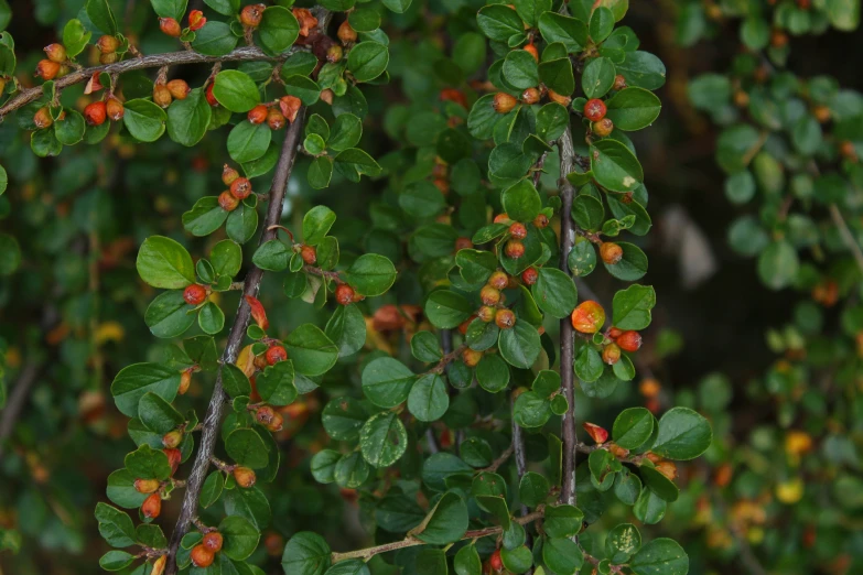 a tree nch with berries and small leaves