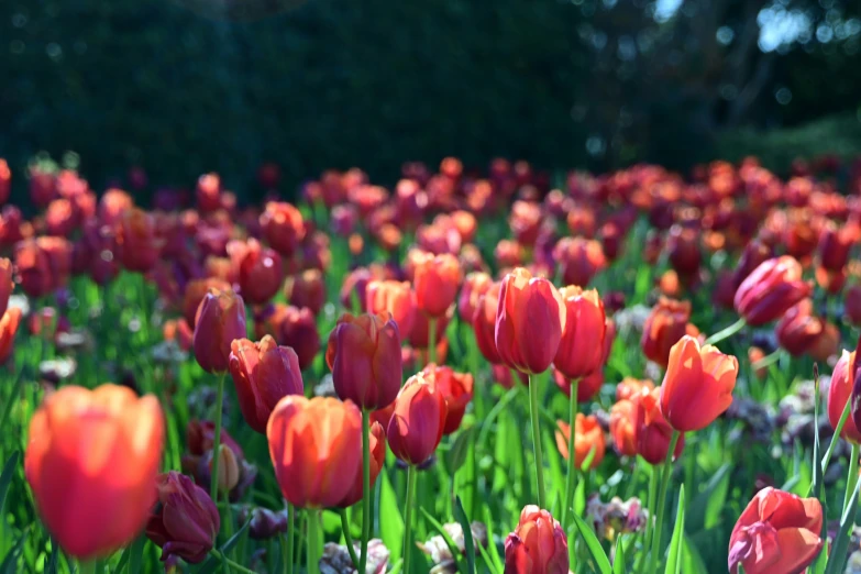 a flower garden filled with lots of colorful flowers