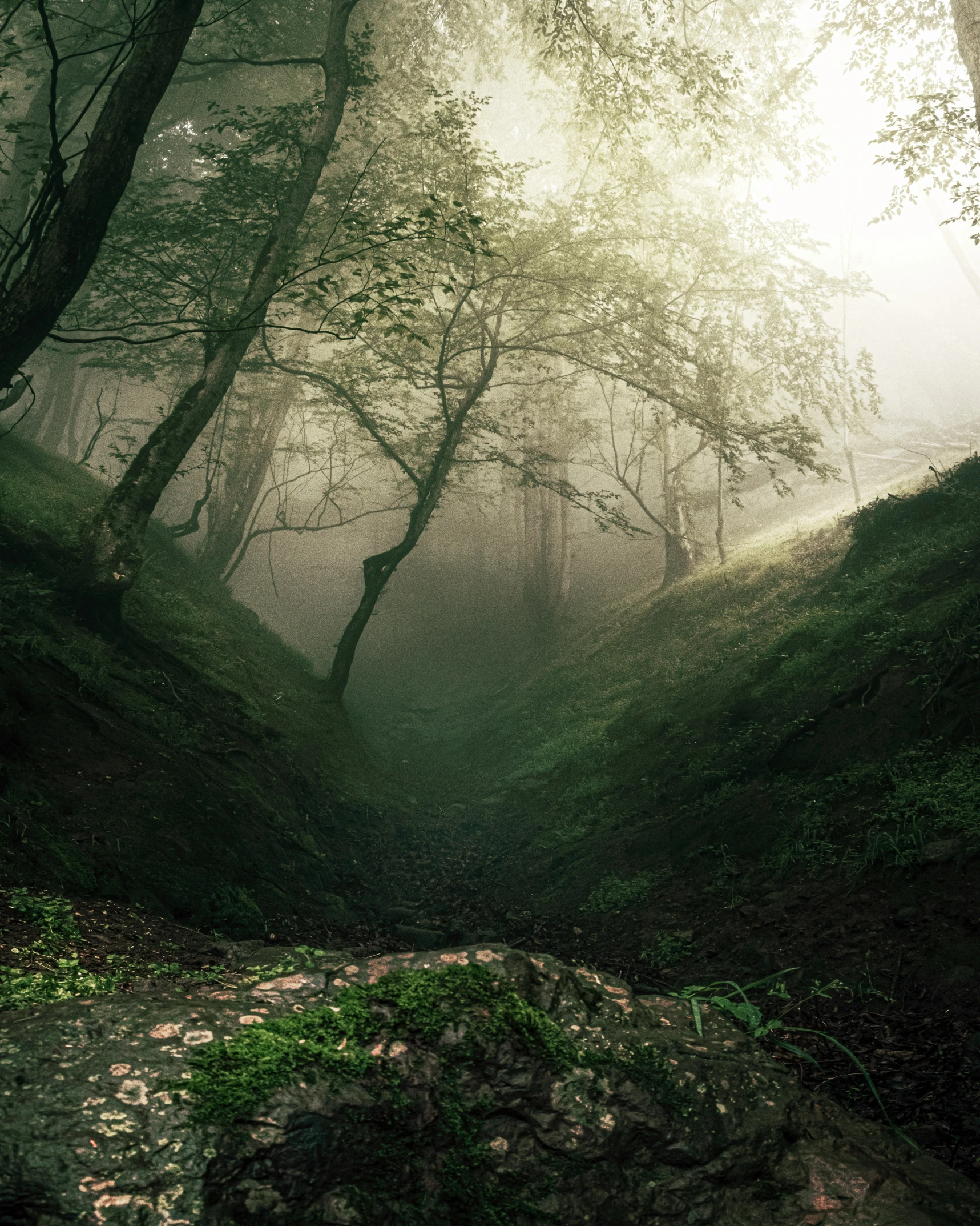 trees in the woods and fog surrounding a mountain