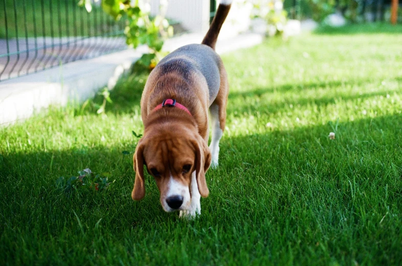 a beagle is looking at the grass on the side