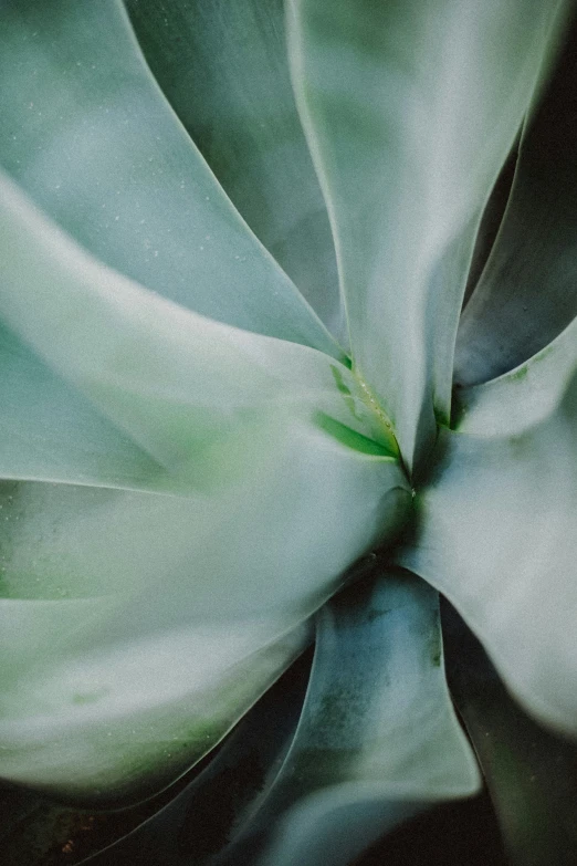 close up view of a large, green plant with thin leaves