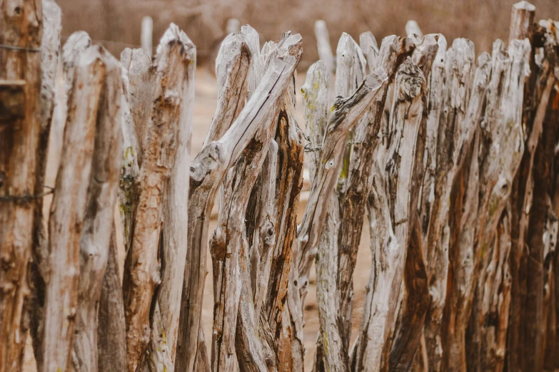 wood posts that have been fenced together in the wild