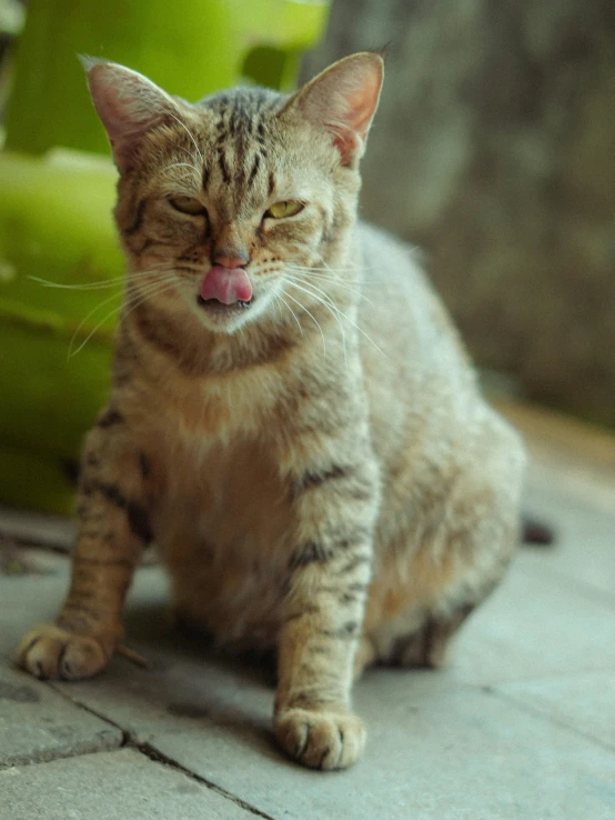 a striped cat with its tongue sticking out