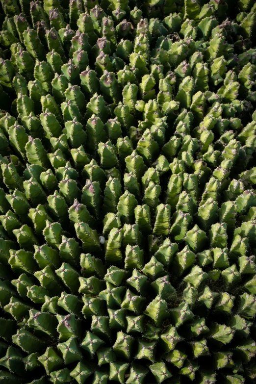 a very close up image of the leaves and stems of a green plant