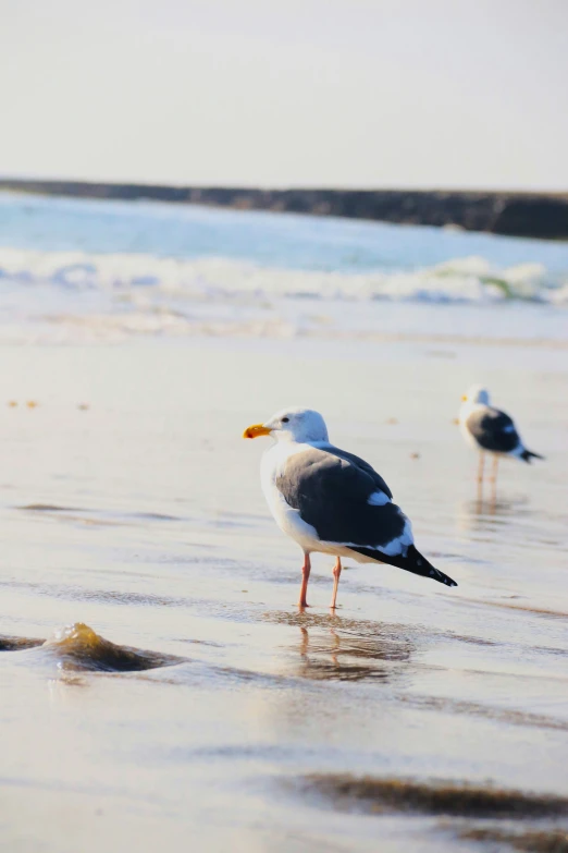 two birds stand on the shore of a beach