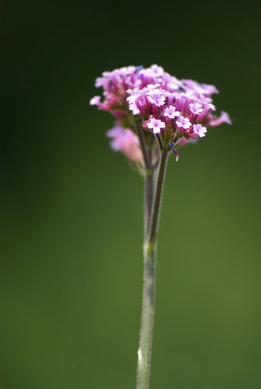 a close up of flowers with lots of purple on the stems