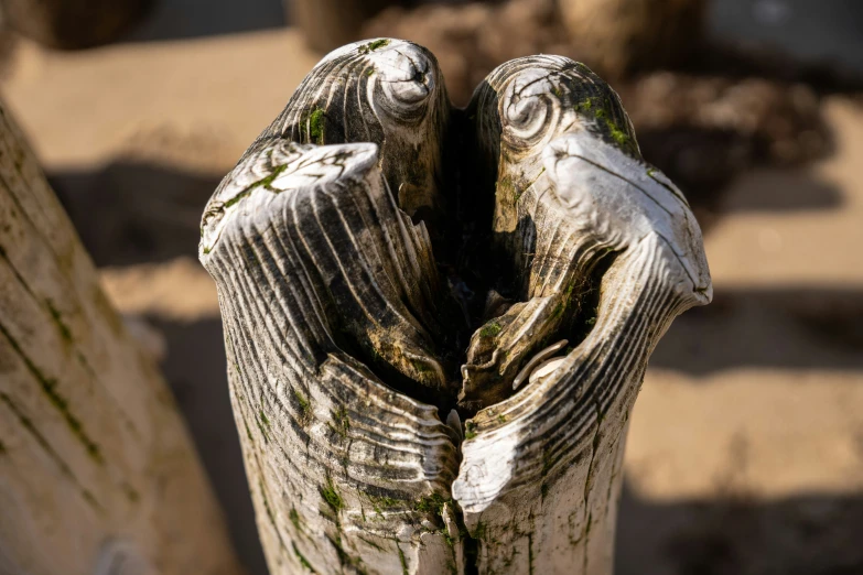 a close up of a wooden post with leaves on it