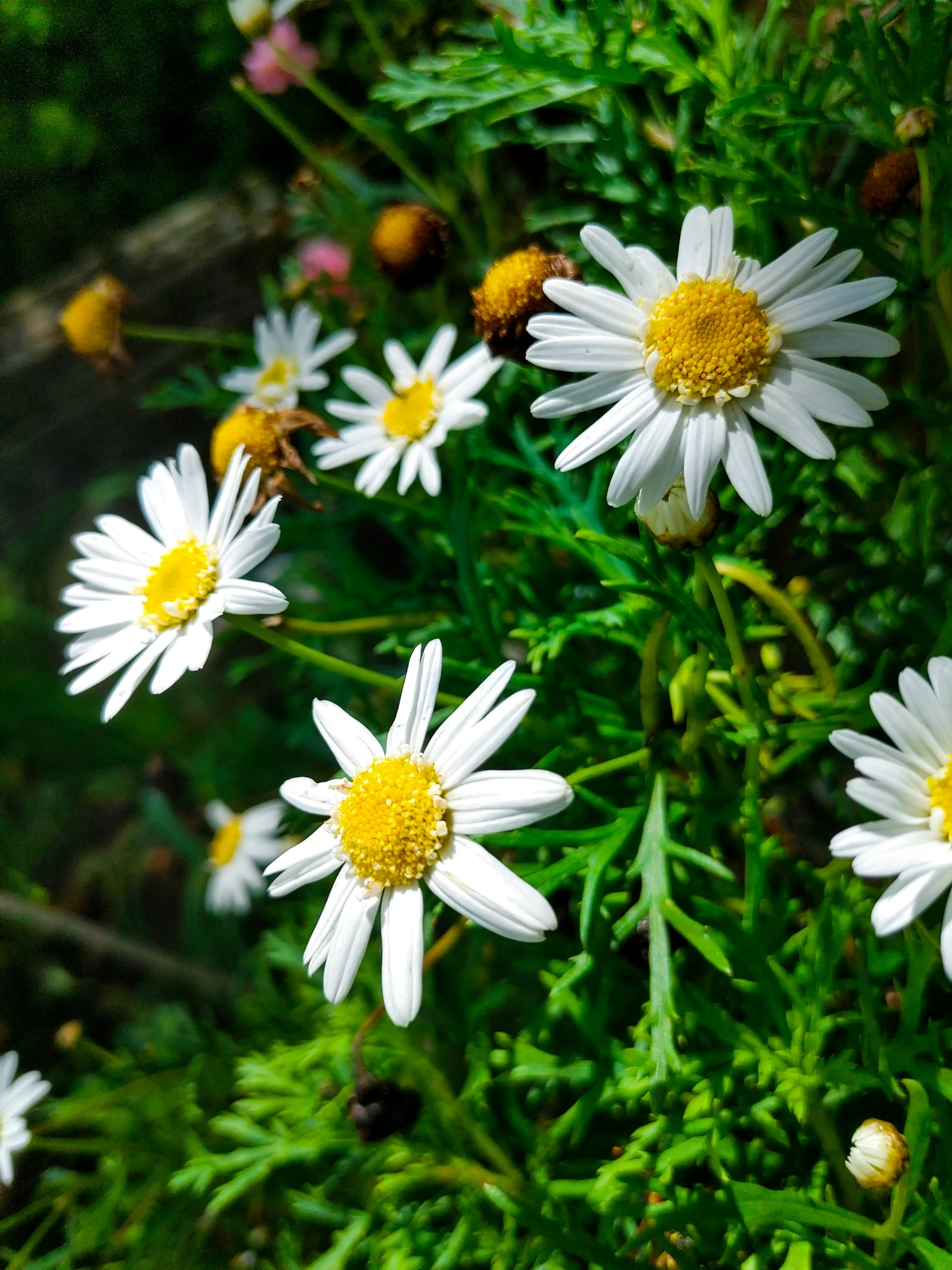 a bunch of white and yellow daisies growing in a garden