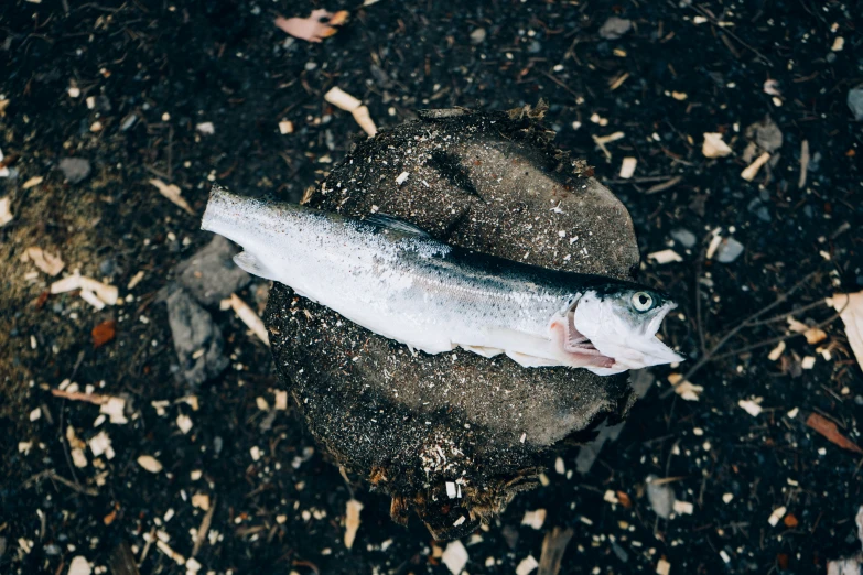 a fish lies on top of some rock