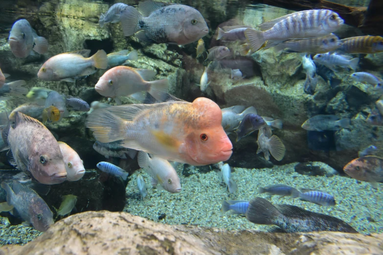 fish are swimming in an aquarium on the rocks