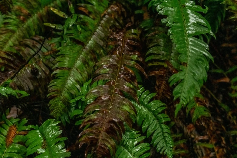 a close up s of some large leafy ferns