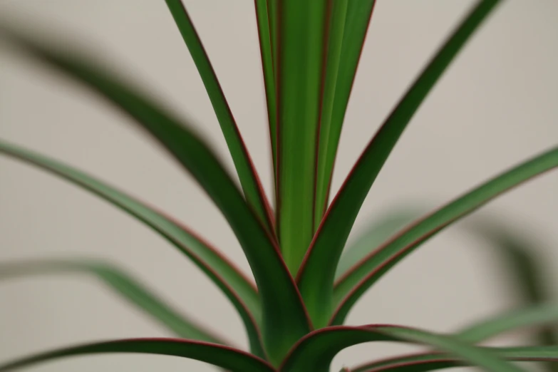 an up close po of a large green plant with sharp lines