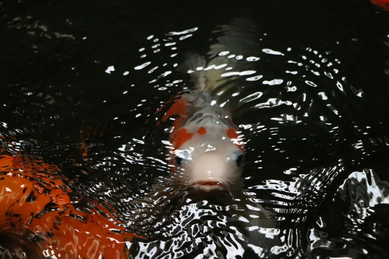 some orange and white fish swimming in a body of water