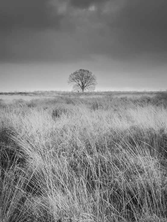 a lone tree is in a field of tall grass