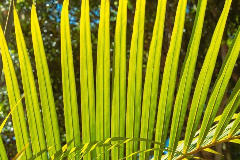 a close up view of some very green leaves