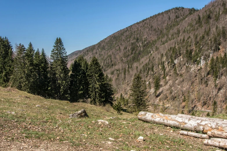 a tree filled hillside and pine trees are viewed from a trail