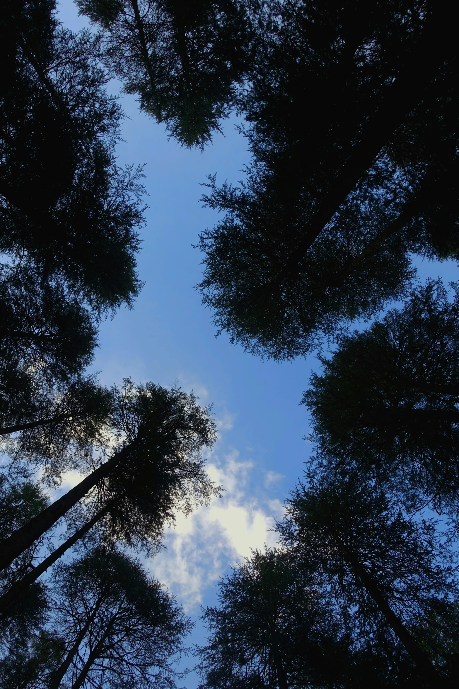 the view from below of tall trees that are in the sky