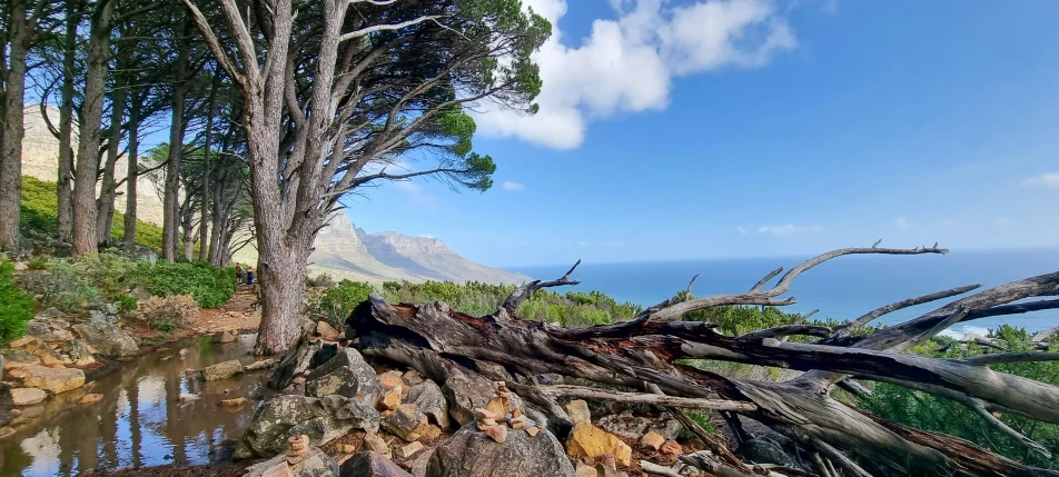 a tree lying on its side with water next to it