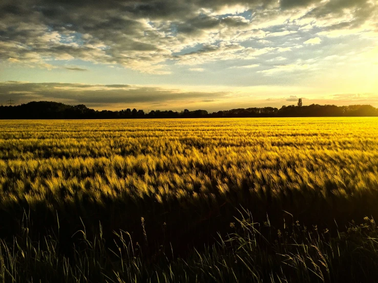 the sun sets over the grassy field with trees in the distance