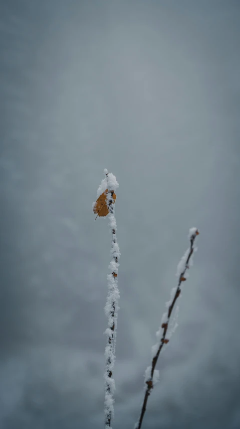 a lone flower is standing out against the sky