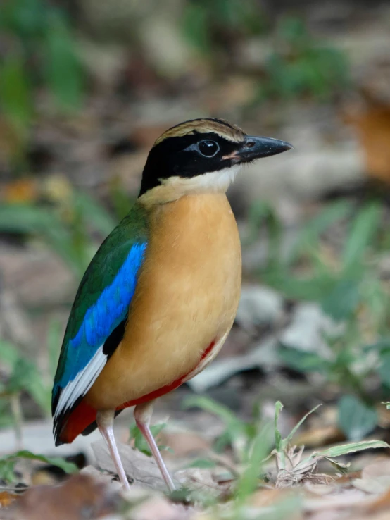 a colorful bird with dark, brown, and blue feathers