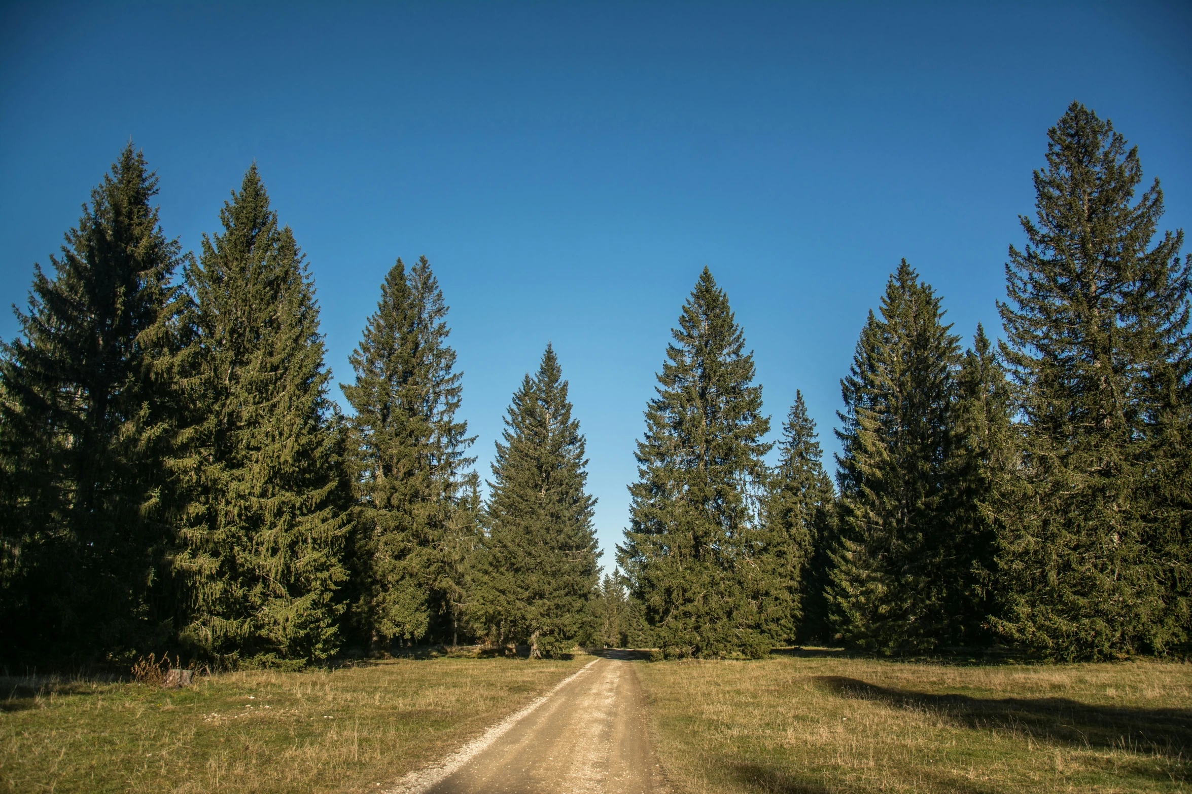 a dirt road running through trees in the grass