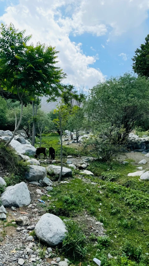 a cow grazing in a rocky landscape under a cloudy sky