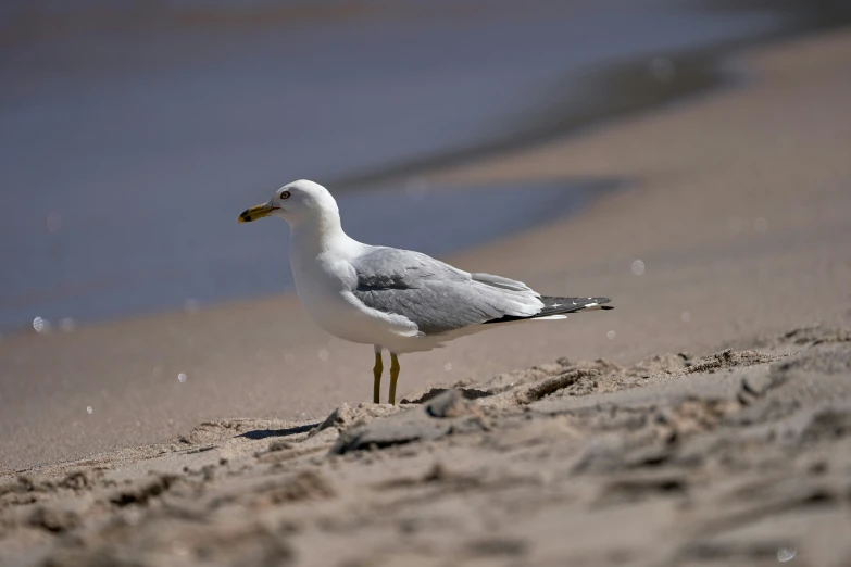 there is a seagull that is standing in the sand