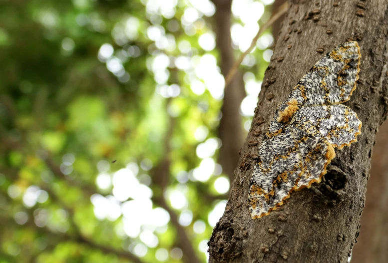 a large insect crawling on top of a tree