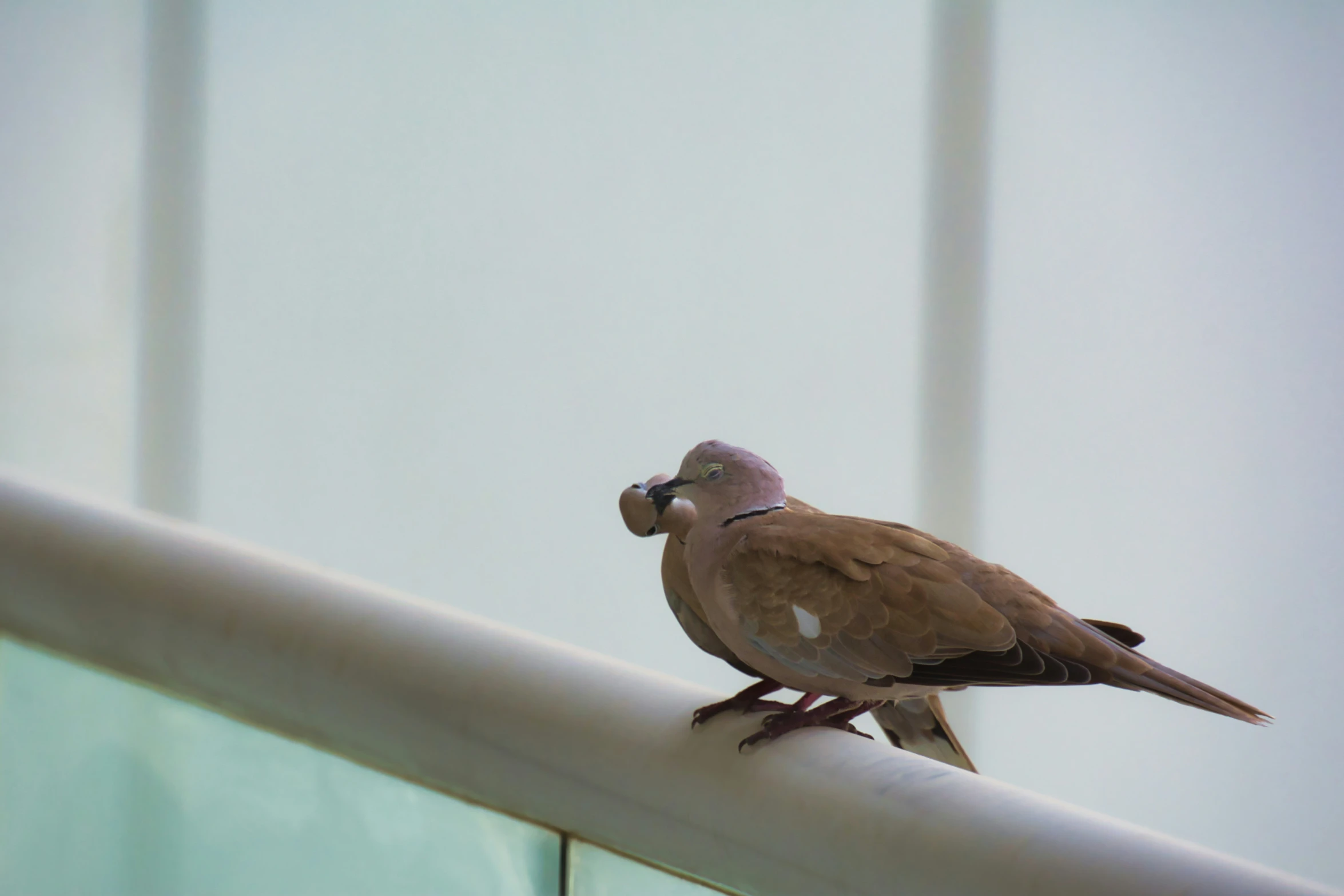 a pigeon standing on top of a metal rail