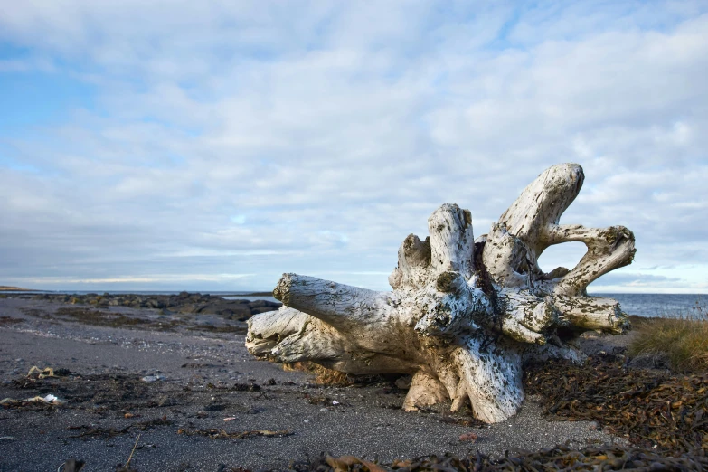 an old tree trunk in the sand near a beach