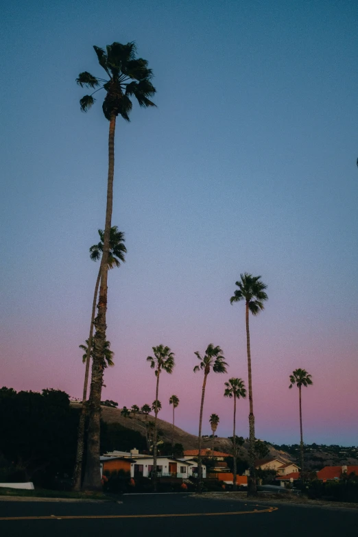 the dark silhouette of a couple of palm trees near a building